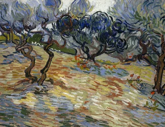 Olivenbäume: Leuchtend blauer Himmel
