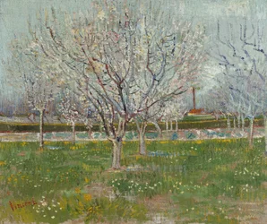 Blühender Obstgarten (Pflaumenbäume)