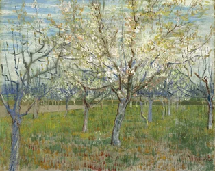 Der rosa Obstgarten, auch Obstgarten mit blühenden Aprikosenbäumen
