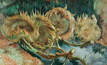 Vier verblühte Sonnenblumen