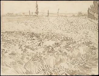 Weizenfeld