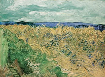 Weizenfeld mit Kornblumen