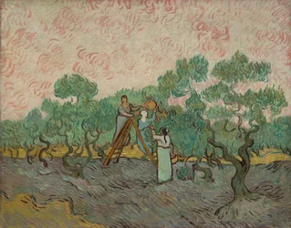 Oliven pflückende Frauen, 1889