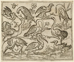 Strauß auf der linken Seite mit neun anderen Vögeln, darunter ein Reiher und ein Pelikan, 1557