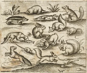 Gruppe kleiner Waldtiere, die um einen Teich herum fressen und herumlaufen, darunter Mäuse, Kaninchen, Eichhörnchen, Waschbär, Murmeltier, Frettchen, Marder und Dachs, aus Douce Ornament Prints Album I