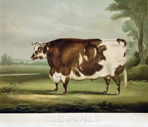 Ein Kurzhornochse, graviert von John Day, 1856
