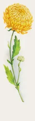 Chrysanthemenblume, Zeichnung