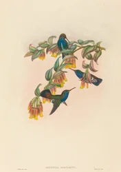 Agyrtria bartletti (Bartletts Smaragd)