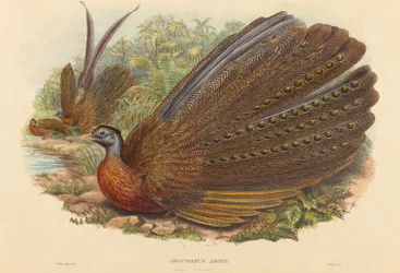 Argusfasan (Argusianus Argus)