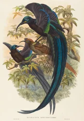 Epimachus speciosus (Sichelschnabel-Paradiesvogel)