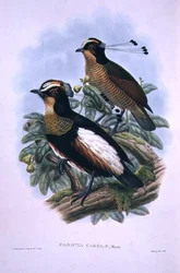 Königin Carolas Sechsdrähte-Paradiesvogel (Farblithografie)