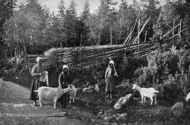 Ziegenzucht in Dalarna, Schweden, 1908-1909