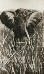 Afrikanischer Elefant