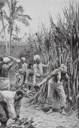 Trinidad-Kulis bei der Arbeit auf einem Zuckerrohrfeld (Lithografie)