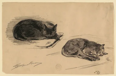 Studie von Katzen