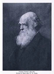 Radierung von Charles Darwin, Natur in Großbritannien