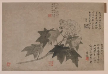 Hibiskus, 1347