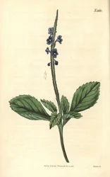 Blaue Verbene - Jamaika Bastard-Eisenkraut, Stachytarpheta jamaicensis. Handkolorierter Kupferstich von Weddell aus John Sims