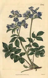 Kriechende Polemoine - Polemonium reptans