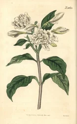 Krone des Nero - Windradblume, Tabernaemontana divaricata (Breitblättrige Oleander, Nerium coronarium). Handkolorierter botanischer Stich von Weddell aus John Sims