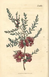 Melaleuch mit Thymianblatt - Melaleuca thymifolia