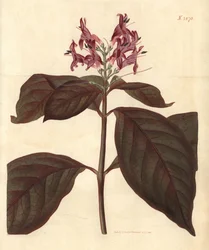 Milch der Jungfrau - Graptophyllum pictum