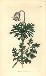 Blassblütige Wiesen-Küchenschelle, Anemone pratensis obsoleta