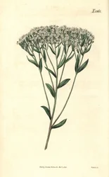Stevia - Stevia eupatoria