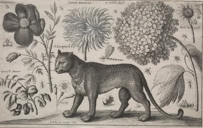 Tiere und Pflanzen: Leopard mit Pflanzen und Insekten, 1662