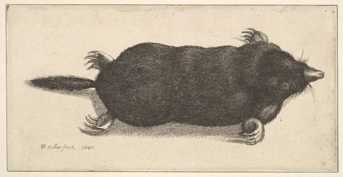 Toter Maulwurf, 1646