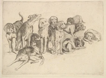 Elf Hunde