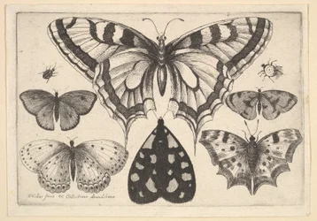 Fünf Schmetterlinge, eine Motte und zwei Käfer, 1646
