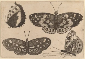 Vier Schmetterlinge