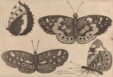 Vier Schmetterlinge