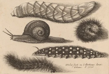 Vier Raupen und eine Schnecke, 1646