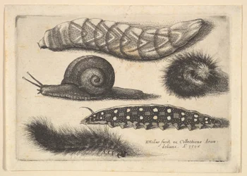Vier Raupen und eine Schnecke