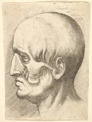 Männlicher Kopf im Profil nach links mit freigelegten Muskeln, 1660