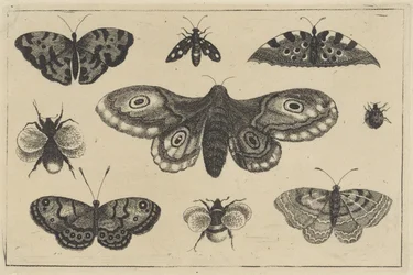 Motten, vier Schmetterlinge, zwei Hummeln und zwei andere Insekten (Serientitel)