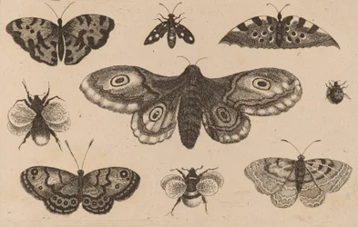 Motten, Schmetterlinge und Bienen
