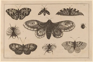 Motte, Schmetterlinge und Bienen