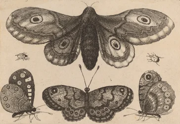 Motte, drei Schmetterlinge und zwei Käfer, 1646