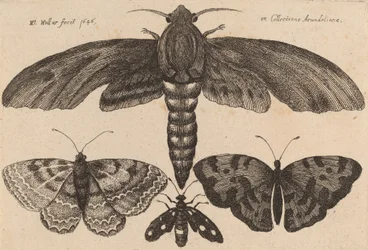 Motte und drei Schmetterlinge, 1646
