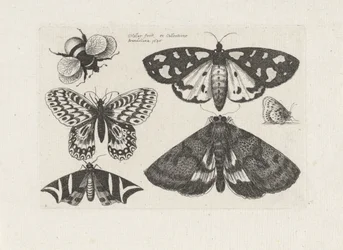 Motten, Schmetterlinge und eine Hummel
