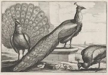 Pfauen (Verschiedene Vogelarten)