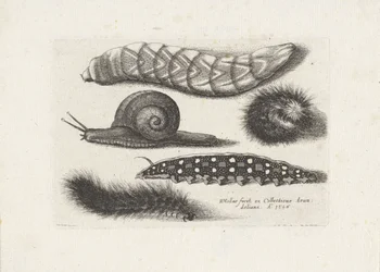 Raupen und eine Schnecke