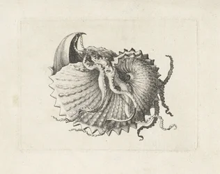 Muschel, argonauta nodosa