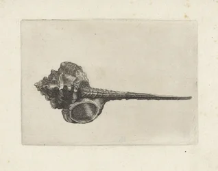 Schnecke, Murex Haustellum