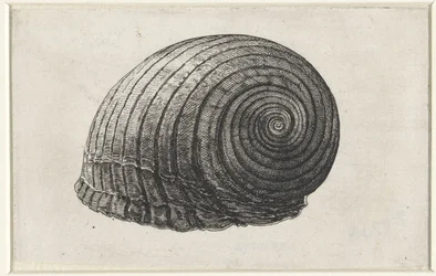 Schnecke, Tonna Galea