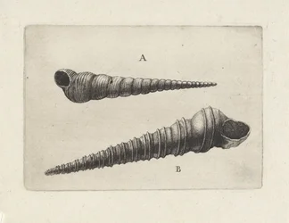 Schnecken, turritella terebra (A) und turritella duplicata (B)
