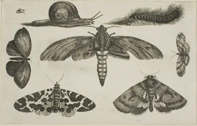 Sechs Insekten, eine Raupe und eine Schnecke